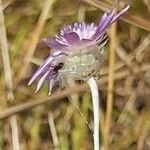 Xeranthemum annuum Flower