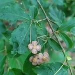 Euonymus americanus Kvet