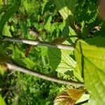 Viburnum sieboldii Bark