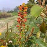 Byrsonima crassifolia Blomma