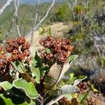 Argophyllum brevipetalum Fruto