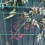 Jasminum polyanthum Other