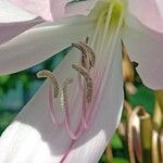 Crinum moorei ᱵᱟᱦᱟ