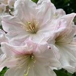 Rhododendron decorum Flor