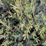 Juniperus communisBlad