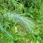 Elymus canadensis Frunză