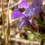 Prunella hastifolia Fula