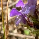 Prunella hastifolia 花