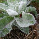 Asclepias eriocarpa Levél