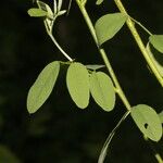 Indigofera trita Лист