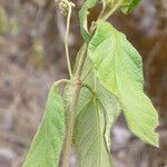Guettarda viburnoides Leaf