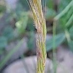Vulpia ciliata Mbuma