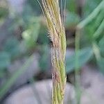 Festuca ambigua Fruit