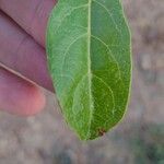 Boscia mossambicensis Blatt