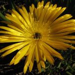 Lampranthus glaucoides Floare