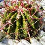 Ferocactus pilosus Агульны выгляд