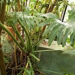 Philodendron bipinnatifidum Συνήθη χαρακτηριστικά