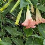 Brugmansia versicolor Fiore