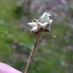 Allium canadense Fruit