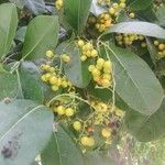 Ehretia tinifolia Fruto
