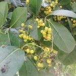 Ehretia tinifolia Fruit