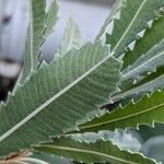 Banksia serrata ഇല