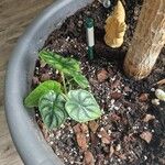 Alocasia baginda Лист