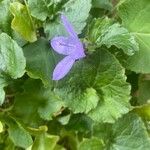 Campanula poscharskyana पत्ता