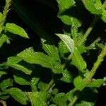 Stachytarpheta frantzii Frunză