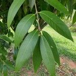 Syzygium jambos Frunză