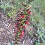 Pontechium maculatum Flower
