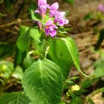 Galeopsis pubescens Blüte