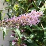 Buddleja davidiiFlower