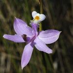 Calopogon tuberosus Virág