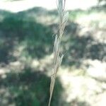 Gaudinia fragilis 花