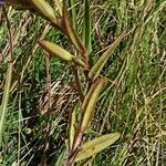 Gentiana pneumonanthe List