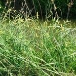 Carex distans Kukka