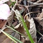 Carex sylvatica Blüte