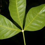 Angostura granulosa Hoja