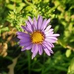 Symphyotrichum oblongifolium Flower