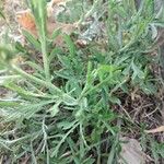 Centaurea diffusa Hoja