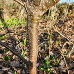 Ostrya virginiana Bark