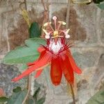 Passiflora coccinea Lorea