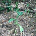 Lactuca virosa Habit