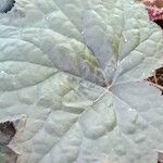 Heuchera micrantha Folha