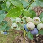 Vaccinium corymbosum 果實