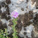 Erinus alpinus Flor