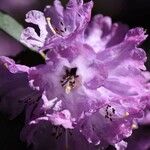 Rhododendron anthosphaerum Blomma