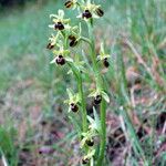 Ophrys virescens Mosusu