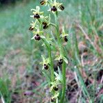 Ophrys virescens Sonstige